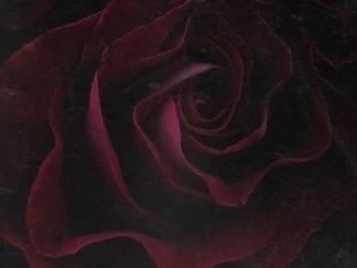 Chris Brown, Him Or Me, mp3, download, datafilehost, toxicwap, fakaza