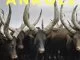 Lemon & Herb, Ankole, mp3, download, datafilehost, fakaza, Afro House 2018, Afro House Mix, Afro House Music