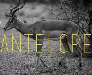 Kaysha, Boddhi Satva, H. Baraka, Antelope (Breyth AfroTech Remix), Breyth, AfroTech, mp3, download, datafilehost, fakaza, Afro House, Afro House 2018, Afro House Mix, Afro House Music, House Music