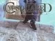 King Monada , Malwedhe, Gassed Up by CM-Squared Beats, mp3, download, datafilehost, toxicwap, fakaza, Afro House, Afro House 2020, Afro House Mix, Afro House Music, Afro Tech, House Music