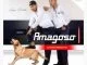 Amagoso, Ziyakhonkotha, download ,zip, zippyshare, fakaza, EP, datafilehost, album, Maskandi Songs, Maskandi, Maskandi Mix, Maskandi Music, Maskandi Classics