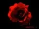 Dlala Mlungu, Show Me Love, De Mthuda, Miss Ready, mp3, download, datafilehost, toxicwap, fakaza, House Music, Amapiano, Amapiano 2021, Amapiano Mix, Amapiano Music