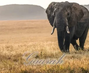 EyeRonik, Gaarah, mp3, download, datafilehost, toxicwap, fakaza, Afro House, Afro House 2025, Afro House Mix, Afro House Music, Afro Tech, House Music